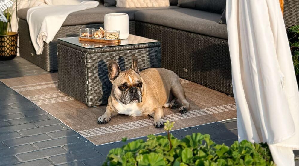 pet-friendly carpets